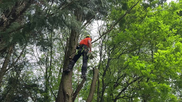 Rosita, TX Tree Care Services Company